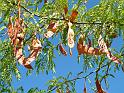 Gleditsia pods